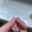 충북 괴산군 갈라 코카투 앵무새 전문 번식 농장 현장 컨설팅 후기: 전문적인 솔루션으로 환경을 개선하다