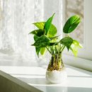 식물로부터 이미지