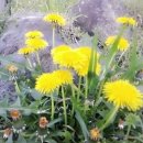 미사랑농장 이미지