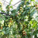 예닮농장 이미지