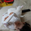 파머후레쉬 이미지