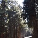 겨울 축령산 편백숲 풍경 이미지