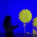 제주토끼 | [여행] 제주 실내 가볼만한곳, 아르떼뮤지엄 제주 달토끼 테마 아이랑 다녀온 후기