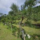 안식목장 | 한 해를 마무리하며, 수목장이 전하는 가족의 의미