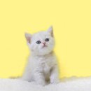 분당고양이분양 나비캣 이미지