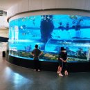 용오름작은도서관 | 아이랑 함께 무료 아쿠아리움 있는 부산 국립 해양 박물관 관람 후기