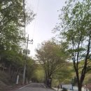 안천~용담 단풍나무길 | 좋아요~운장산자연휴양림/진안고원시장/진안 손두부집/용담댐/용담댐조각공원/용담공도교조각/마이산탑사