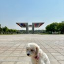 정샘동물병원 | 강아지 슬개골탈구 2기 3기 수술 후기 잠실 바로슬 동물병원 내돈내산