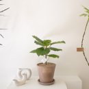 뱅갈PC방 | 광주 승진화분 / 광주 개업화분 - 광주 그린다에서!