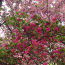 완산-150 Daum카페