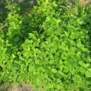 둥이네농장2 이미지