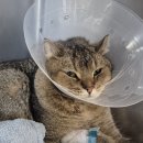 24시노아동물메디컬센터 이미지