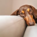 백석동물병원 이미지