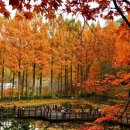 초원한방식육가든 | 대전의 숨겨진 보물! 장태산 자연휴양림, 스카이워크부터 출렁다리까지 짜릿한 숲캉스!