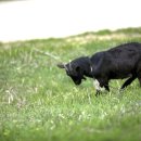 마이산 흑염소 농장 이미지