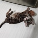 MJ캐터리 이미지