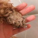 샴푸하는 강아지 이미지