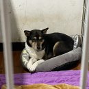 머리하고 올개 | 유기견보호센터 봉사활동 후기_비글구조네트워크 보은쉼터_아이들에게 겨울은 너무 추워요🐶😭