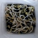 날씬이 콩나물 밥 (15) 이미지
