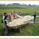 충북 소로리 볍씨로 본 한반도 고인돌 남방 거석문화 전파경로의 반전(고창 고인돌) 이미지