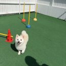 김해유치원 | 김해애견유치원 컴피 후기 - 강아지가 즐겁게 배우고 노는 하루