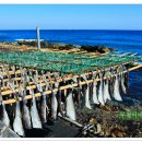 블루코스 이미지