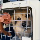 럭키켄넬 이미지