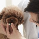 괴정동물병원 이미지