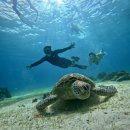 이번생은 댕댕이 | 보홀 여행, 4박 6일 일정(3/1~3/6) 신혼여행 프리다이빙 후기 part.2