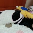 꽃순이PC 이미지