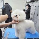 성지애견 이미지