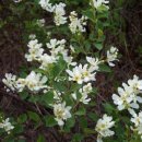 임실덕천리가침박달군락 이미지