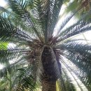 부천호수식물원 수피아 | 부천 호수 식물원 수피아 후기