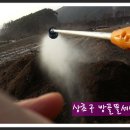 상초농장