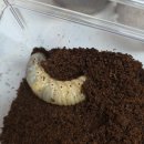 순천대학교박물관 | 장수풍뎅이 키우기 6개월간 기록 애벌레부터 산란까지 흑점병 번데기 페어링 우화부전 산란 실패 모두...