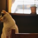 로캣츠