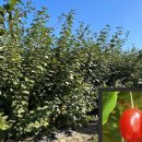 일심2로 R 이미지