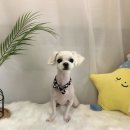 단짝 펫살롱 이미지