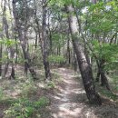 입화산참살이숲 이미지