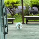 애견왕국 | 울진 죽변항 현지인 맛집 식당 추천 싱싱회대게왕국 방문후기 (애견동반 가능)
