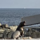 가나카센타 | 벳푸 마지막 날, 우미타마고 수족관, 스시사카바 킷테 하카차점
