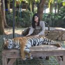 빅타이거짐(Big tiger gym) | [태국/치앙마이 3박5일] 타이거킹덤_동물의 왕 만지기 챌린지