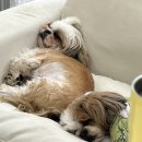 러블리펫그루밍 이미지