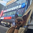 동물사랑세상 의료센터 | 대구24시바른동물의료센터｜4년째 다니는 12살 노령견 심장초음파 강아지건강검진 후기