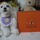 아이디펫 동물병원 이미지