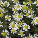 미라헤어 이미지