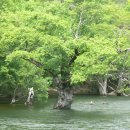 버드나무 이미지