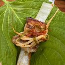 왕솥뚜껑흑돼지 이미지