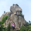 소나무둥지 이미지