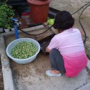 시골청과 이미지